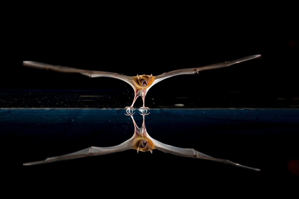 Хэллоуин еще не кончился: лучшие фотографии летучих мышей от NatGeo - Изображение 1 Хэллоуин еще не кончился: лучшие фотографии летучих мышей от NatGeo - Изображение 1