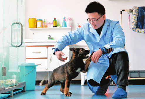 Китайцы клорировали собаку- «Шерлока». Один гениальный пес — хорошо, а два — еще лучше | SE7EN.ws - Изображение 2